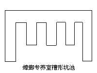 蟑螂的饲养管理