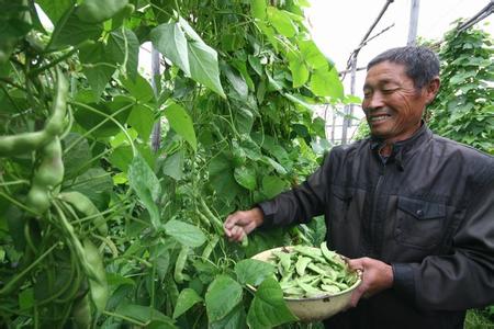 早熟油豆角种植方法【库百科养殖网】