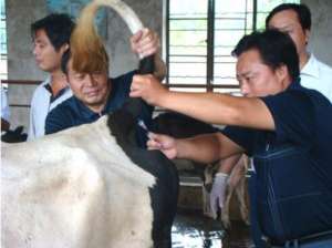 肉牛配种养牛户需要知道的一些技巧【库百科养殖网】