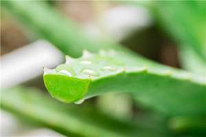 芦荟一般怎么进行繁殖，芦荟好养吗【库百科养殖网】