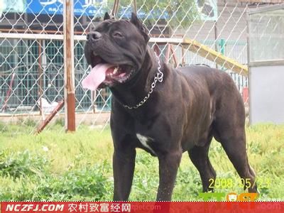 [生财有道]杜梦莹养殖卡斯罗犬的故事(上)【库百科养殖网】