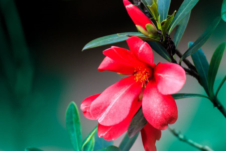 杜鹃花山茶