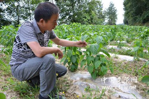 刘厚国种植白小辣椒越辣越赚钱【库百科养殖网】