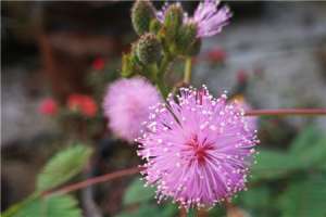 含羞草花语，含羞草开花吗【库百科养殖网】