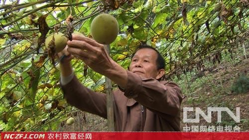 范天环：种植罗汉果致富的怪逻辑【库百科养殖网】