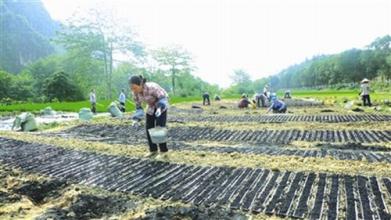 淮山泥质土壤栽培技术【库百科养殖网】