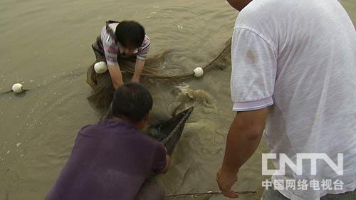 [致富经鲶鱼]袁丹军养殖中华鲶鱼赚钱千万【库百科养殖网】