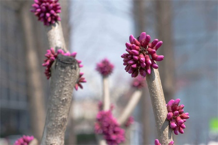 宁波适合养什么花，市花和市树是什么【库百科养殖网】