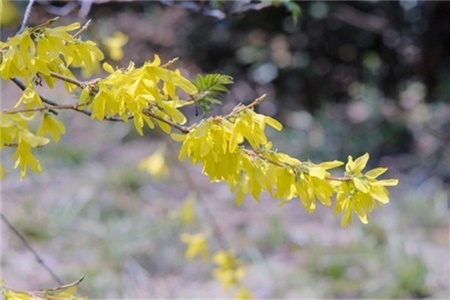 淮安适合养什么花，市花和市树是什么【库百科养殖网】