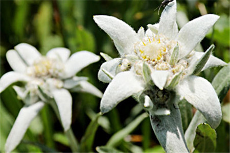 雪绒花