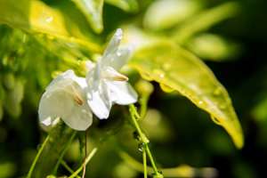 茉莉花如何播种，茉莉花播种时间【库百科养殖网】