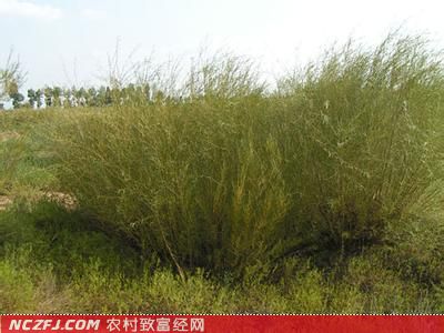 沙柳种植技术 [农广天地]【库百科养殖网】