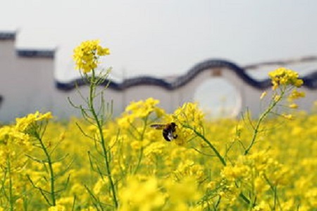 油菜花