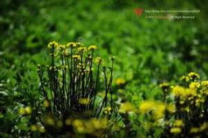 红菜苔种植，种有机富硒红菜薹营养高很受欢迎[每日农经]【库百科养殖网】