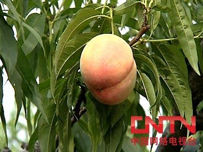 水蜜桃的采收、贮藏与保鲜技术【库百科养殖网】