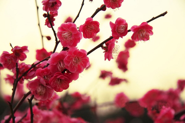 梅花与桃花的区别