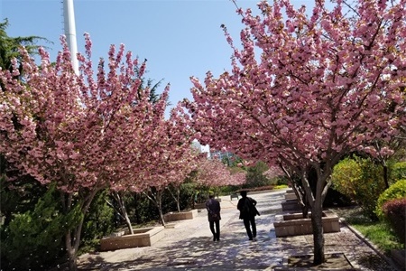 武汉适合养什么花，市花和市树是什么【库百科养殖网】