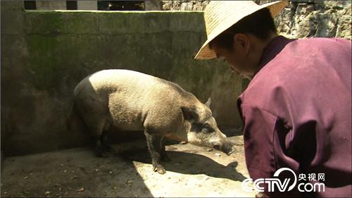 [致富经]邓绍南：穷小子养野猪卖烤野猪肉好赚钱 年入上千万【库百科养殖网】