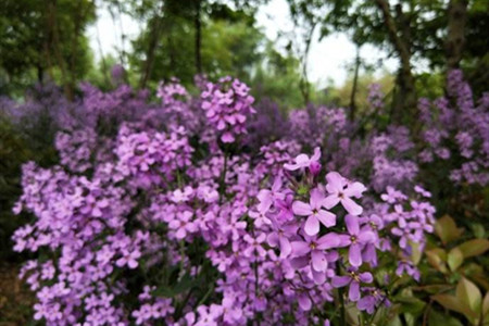 蓝香芥