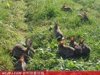 [生财有道野兔]赵克贵：野兔养殖生出发家财【库百科养殖网】