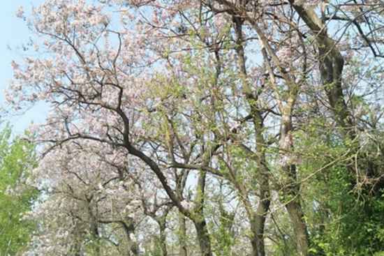 泡桐花