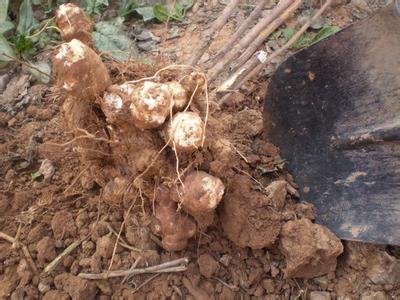 菊芋种植技术[农广天地]【库百科养殖网】