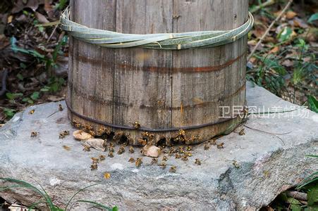 秦岭土蜜蜂养殖效益好甜蜜有前景[每日农经]【库百科养殖网】