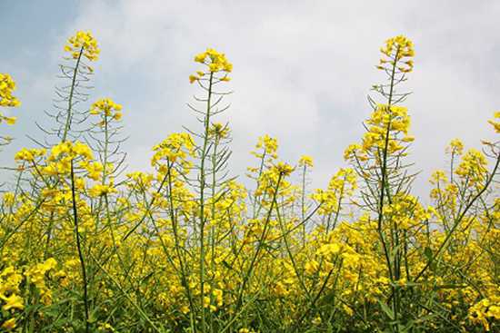 油菜花