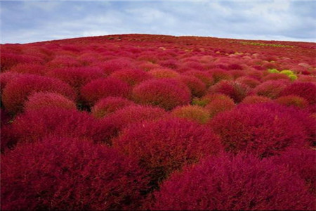 地肤草