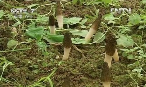 大田里的羊肚菌种植效益高，1亩赚2万[每日农经]【库百科养殖网】