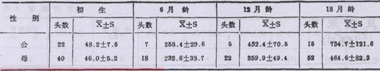 夏洛来牛【库百科养殖网】