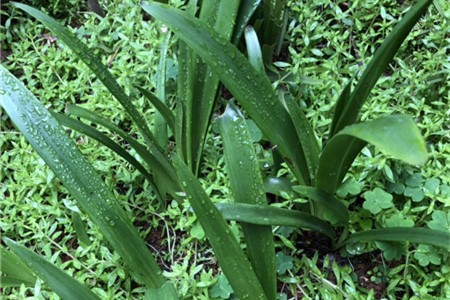 兰花春天可以晒太阳吗，可以淋雨吗.【库百科养殖网】