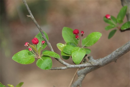 临沂适合养什么花，市花和市树是什么【库百科养殖网】