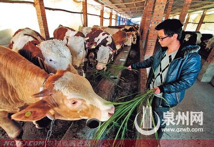 肉牛养殖利润不大风险不小【库百科养殖网】