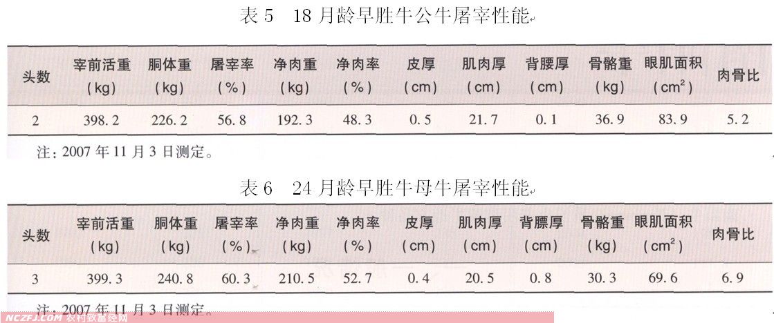 早胜牛【库百科养殖网】