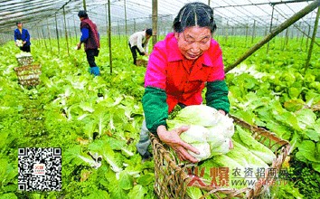 娃娃菜的种植技术【库百科养殖网】