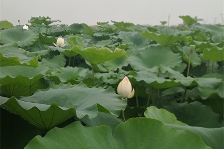 苏州适合养什么花，市花和市树是什么【库百科养殖网】