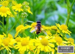 蜜蜂孢子虫病的防治措施【库百科养殖网】
