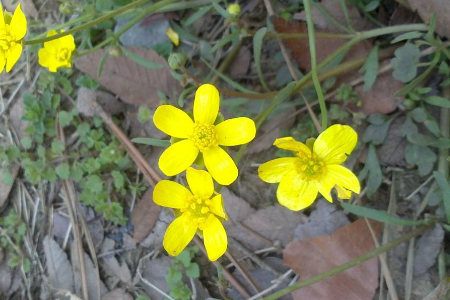 石龙芮