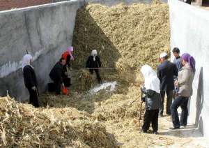 氨化秸秆饲料的制作方法 氨化秸秆在奶牛养殖中的应用【库百科养殖网】