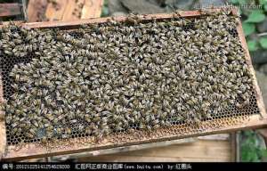 武隆养殖蜜蜂有效益[每日农经]【库百科养殖网】