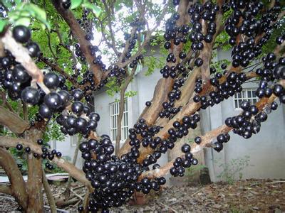 [科技苑]刘建龙种植树葡萄让水果长在树干上【库百科养殖网】