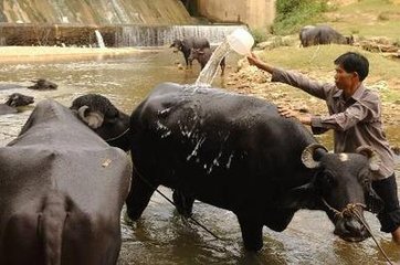 奶水牛养殖技术四要点【库百科养殖网】