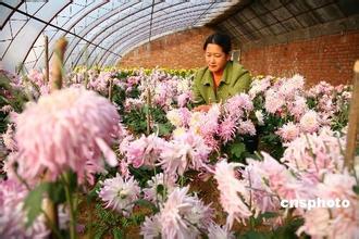 食用菊花栽培技术【库百科养殖网】