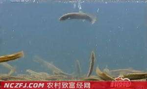 [科技苑]王水章无土养殖泥鳅效益高前景好【库百科养殖网】