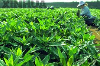 余飞-野菜种植变成财, 种野菜成就致富梦【库百科养殖网】