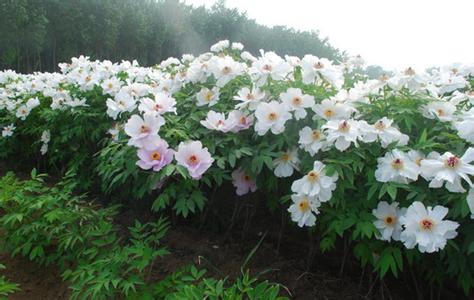 油用牡丹种植技术【库百科养殖网】