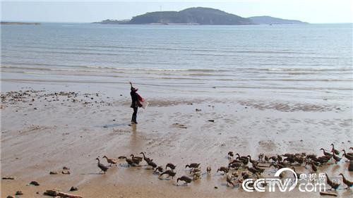 致富经:不听话的媳妇赶鸭下海