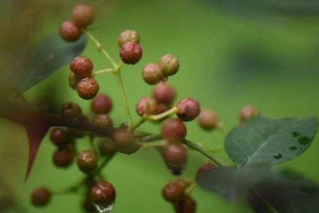 竹叶花椒