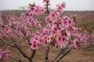 桃树花期可以浇水吗（附花期管理要点）【库百科养殖网】